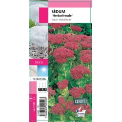SEDUM 'Herbstfreude' G8