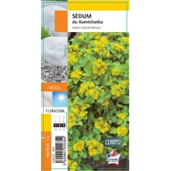 SEDUM kamtschaticum G8