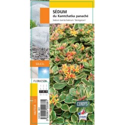 SEDUM kamtschaticum G8