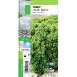 SEDUM pachyclados G8