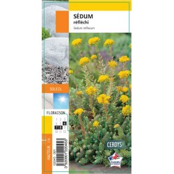 SEDUM rupestre G8