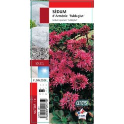 SEDUM spurium 'Fuldaglut' G8
