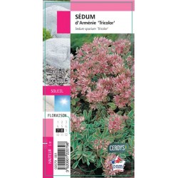 SEDUM spurium 'Tricolor' G8