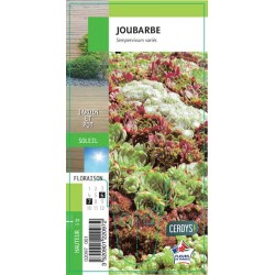 SEMPERVIVUM G8