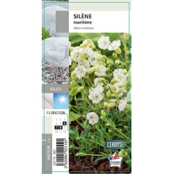 SILENE schafta G8