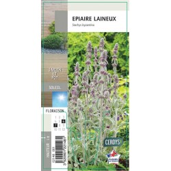 STACHYS byzantina G8