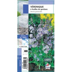 VERONICA gentianoides G8