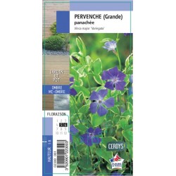 VINCA major 'Variegata' G8