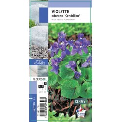 VIOLA odorata 'Cendrillon' G8