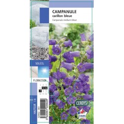 CAMPANULA persicifolia...