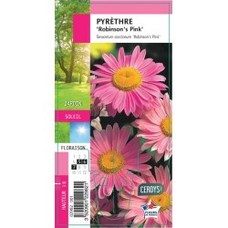PYRETHRUM coccineum...