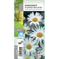 LEUCANTHEMUM vulgare 'Reine...