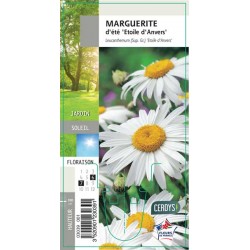 LEUCANTHEMUM superbum...