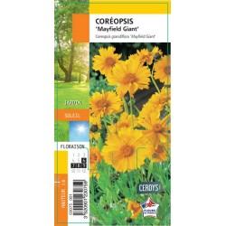 COREOPSIS grandiflora...