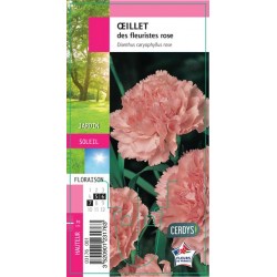 OEILLET des Fleuristes rose G8