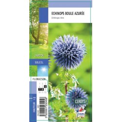 ECHINOPS ritro G8