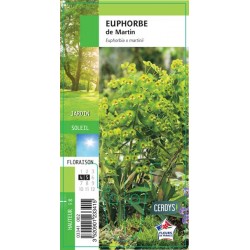 EUPHORBIA martini G8