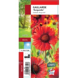 GAILLARDIA grandiflora...