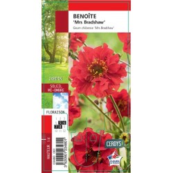 GEUM 'Mrs J Bradshaw' G8