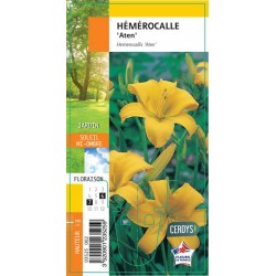 HEMEROCALLIS 'Aten' G8