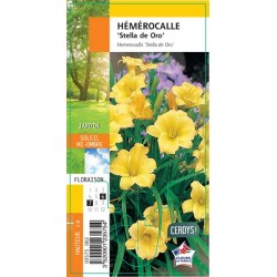 HEMEROCALLIS 'Stella De...