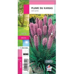 LIATRIS spicata G8