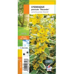 LYSIMACHIA punctata...