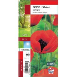 PAPAVER orientale 'Allegro' G8