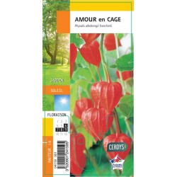 PHYSALIS alkekengi G8