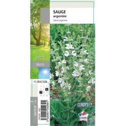 SALVIA argentea G8