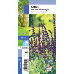 SALVIA nemorosa...