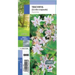 TRICYRTIS G8