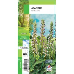 ACANTHUS mollis G8