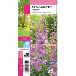 DELPHINIUM Pacific Giant...