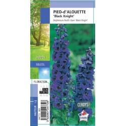 DELPHINIUM Pacific Giant...