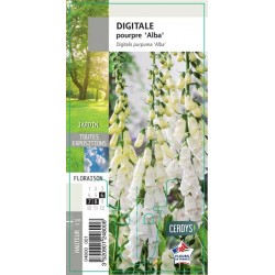 DIGITALIS purpurea 'Alba' G8