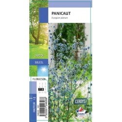 ERYNGIUM agavifolium G8