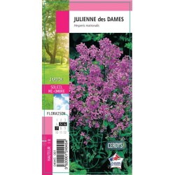 HESPERIS matronalis G8