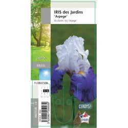 IRIS germanica 'Arpege' G8