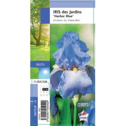IRIS germanica 'Harbor...