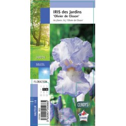 IRIS germanica 'Olivier de...