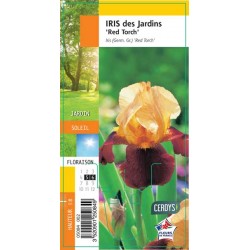 IRIS germanica 'Red Torch' G8
