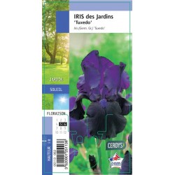 IRIS germanica 'Tuxedo' G8