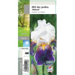 IRIS germanica 'Wabash' G8