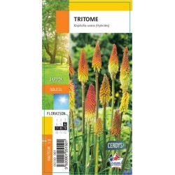 KNIPHOFIA G8