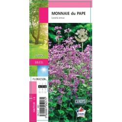 LUNARIA annua G8