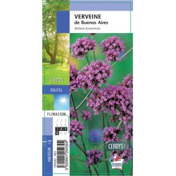 VERBENA bonariensis G8
