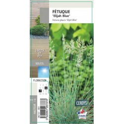 FESTUCA glauca 'Elijah...