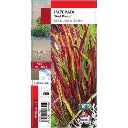 IMPERATA cylindrica 'Red...