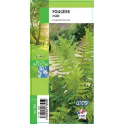 DRYOPTERIS filix-mas G8
